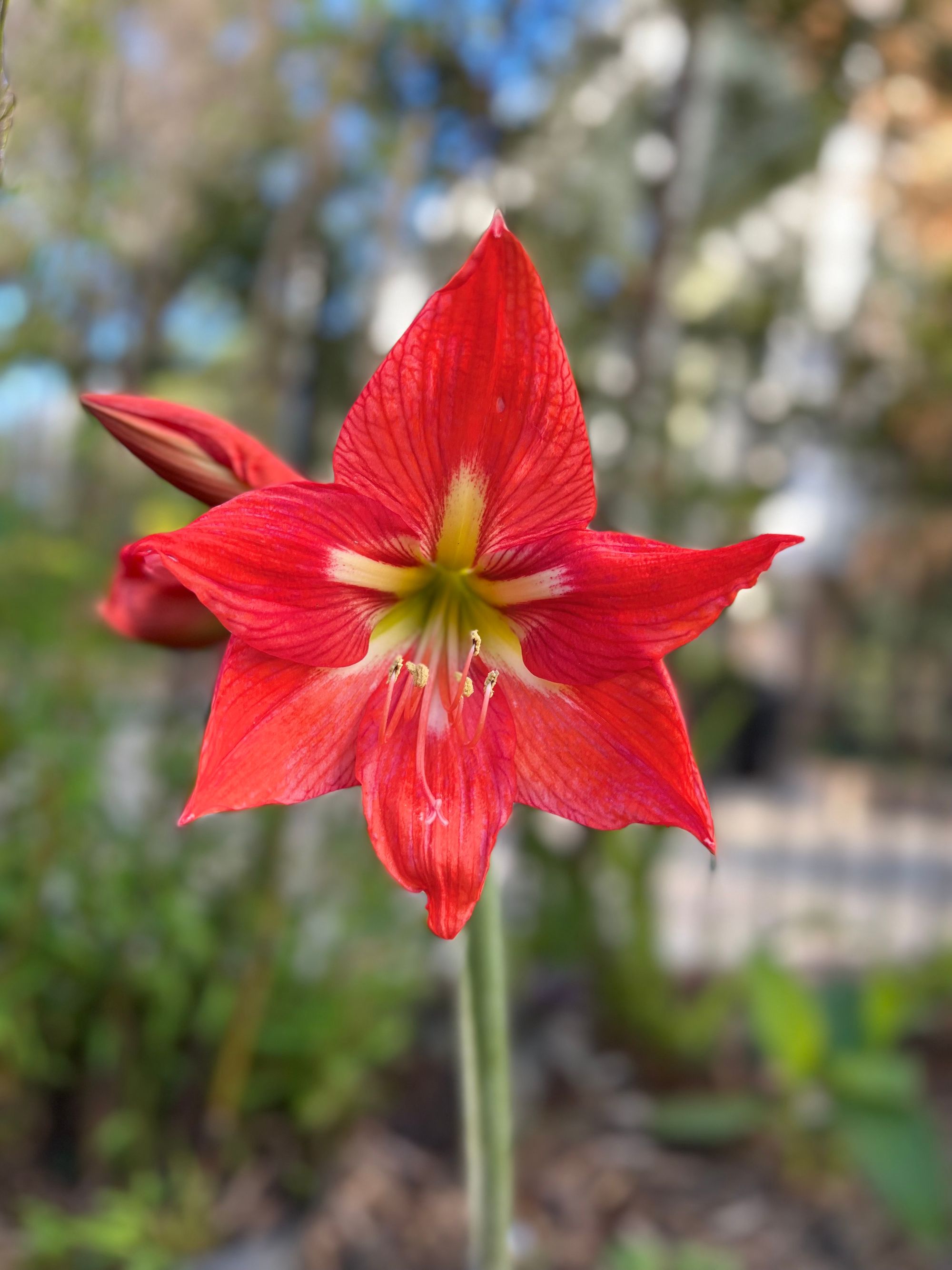 Interdependence: The Ecosystem, Interbeing, Amaryllis Bulbs & The Armoire